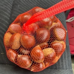 栗🌰1キロの画像