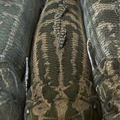 （チャド産🇹🇩）チャドビキ　ビキールビキール　の画像