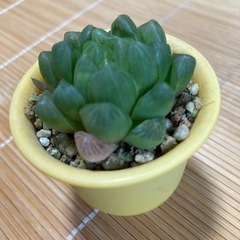 オブツーサ多肉植物の画像