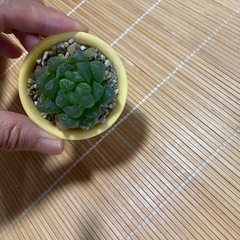 オブツーサ多肉植物の画像