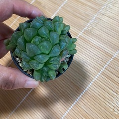 オブツーサ多肉植物の画像