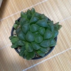 オブツーサ多肉植物の画像
