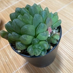 オブツーサ多肉植物の画像