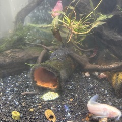 熱帯魚・掃除屋さんで有名なコリドラスちゃん・赤こり(ちょんまげ)・白コリ・パンダ・ジュリーの画像