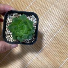 多肉植物シンピフォルミスの画像