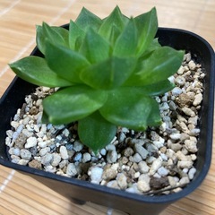 多肉植物シンピフォルミスの画像