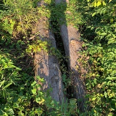 伐採杉　　②の画像