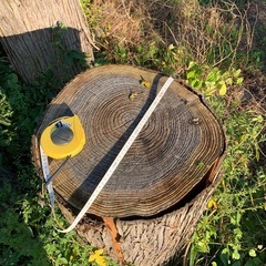 伐採杉　　②の画像
