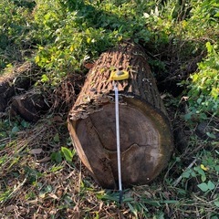 伐採杉　　②の画像