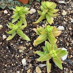 多肉植物火祭り紅葉の画像