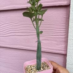 多肉植物　七宝樹の画像