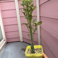 多肉植物　七宝樹の画像