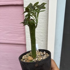 多肉植物　七宝樹の画像