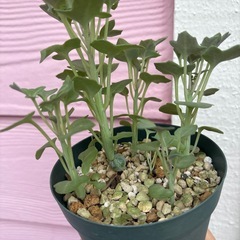 多肉植物　七宝樹の画像