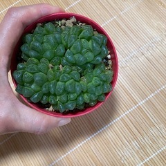 オブツーサ多肉植物の画像