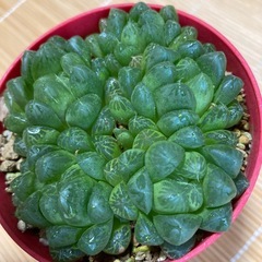 オブツーサ多肉植物の画像