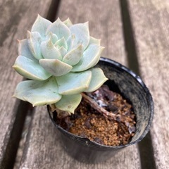 多肉植物　エケベリアの画像