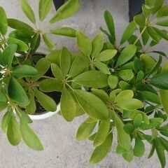 植木の画像