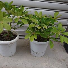 植木の画像