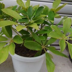 植木の画像