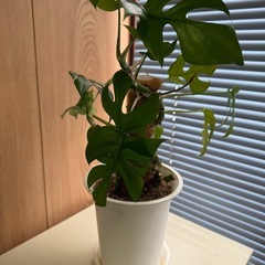ヒメモンステラの画像