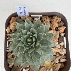 センペルビュウム　レッドビューティAの画像