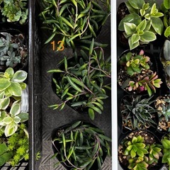 バラエティ多肉植物の画像