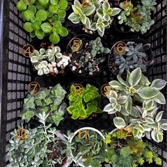 バラエティ多肉植物の画像