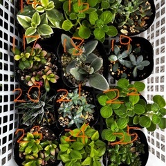 バラエティ多肉植物の画像