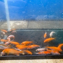 鯉🐠15匹の画像