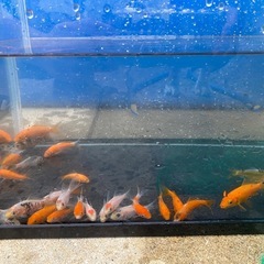 鯉🐠15匹の画像