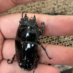 タランドゥスオオツヤクワガタ使用済　メス4頭の画像