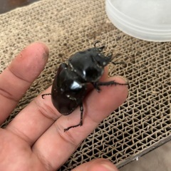 タランドゥスオオツヤクワガタ使用済　メス4頭の画像