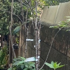 さくらんぼの木　アカンサス　あげます。の画像