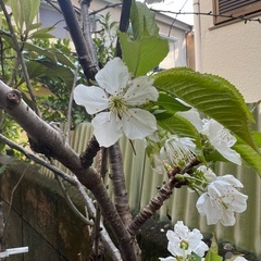 さくらんぼの木　アカンサス　あげます。の画像