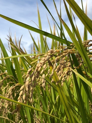 農家直送の美味しいお米 令和7年度産ヒノヒカリ 30キロ