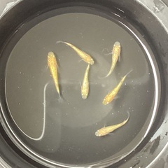 驚安❗️ メダカ　蜜柑新系統　若魚の画像