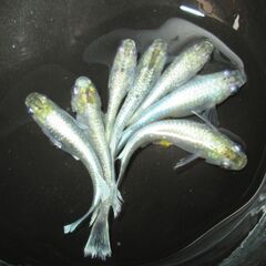 決まりました。最終値下げ！ メダカ「エメキン」成魚 オスメス3ペア 6匹の画像