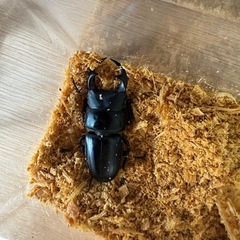 クワガタ　カブトムシ　生体　幼虫　引退します　全て引き取って頂ける方　本日引き取り価格の画像