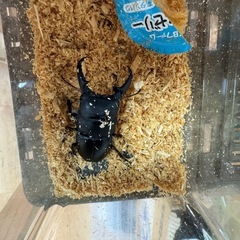 クワガタ　カブトムシ　生体　幼虫　引退します　全て引き取って頂ける方　本日引き取り価格の画像