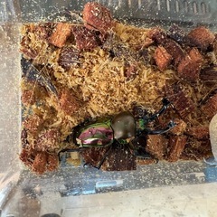 クワガタ　カブトムシ　生体　幼虫　引退します　全て引き取って頂ける方　本日引き取り価格の画像