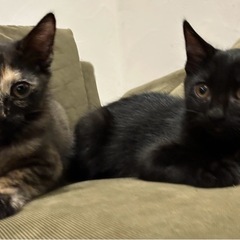生後4ヶ月の子猫です