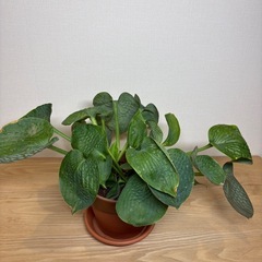 ギボウシ　濃緑　6号鉢付き　植替済の画像