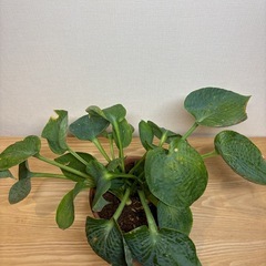 ギボウシ　濃緑　6号鉢付き　植替済の画像