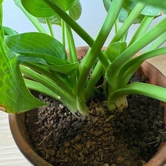 ギボウシ　濃緑　6号鉢付き　植替済の画像