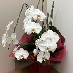 胡蝶蘭5本立ての画像