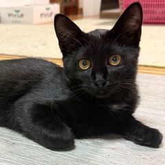 12/21石巻で譲渡会です！兄妹「トゥース♂」