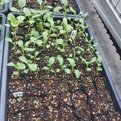 野菜の苗を買ってください。(1本30円)(合計5本以上でお願いします。) の画像