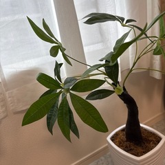 フェイクグリーン　パキラ　観葉植物の画像