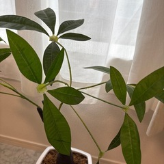 フェイクグリーン　パキラ　観葉植物の画像